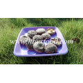 Top Quality Wholesale Dried Smooth Shiitake Mushroom